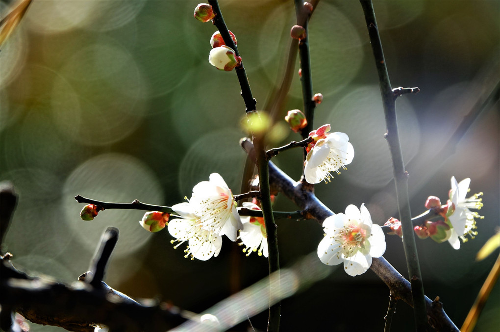「春よ来い」人々を励ます花々