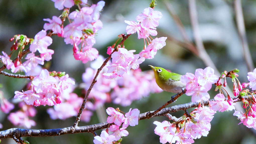 四季暦「桜咲く」