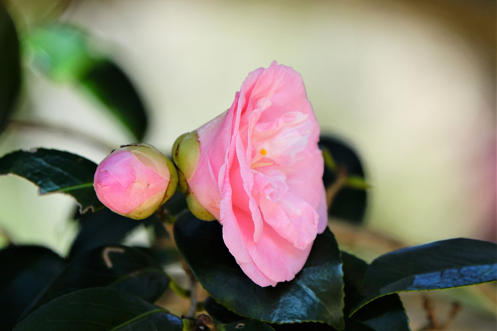 四季暦「あんずの花咲くころ」