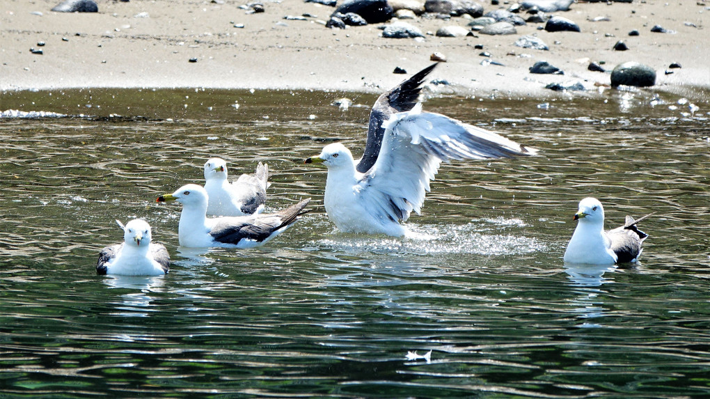 四季暦「水浴び水浴びうれしいな」