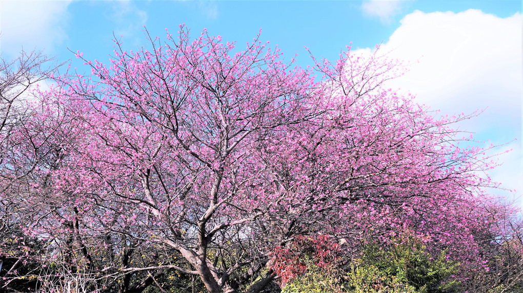 四季暦「初春を待たずに咲いちゃった桜花」