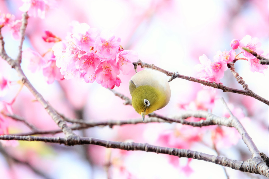 四季暦「桜にメジロが来ています」