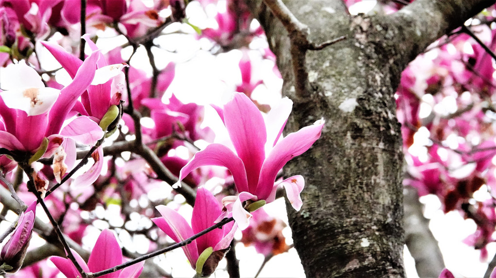 四季暦「山も里も花ざかり」