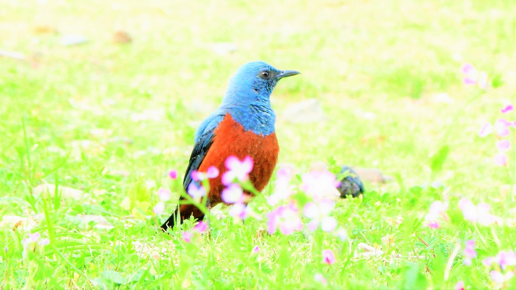 四季暦「芽吹きの季節」