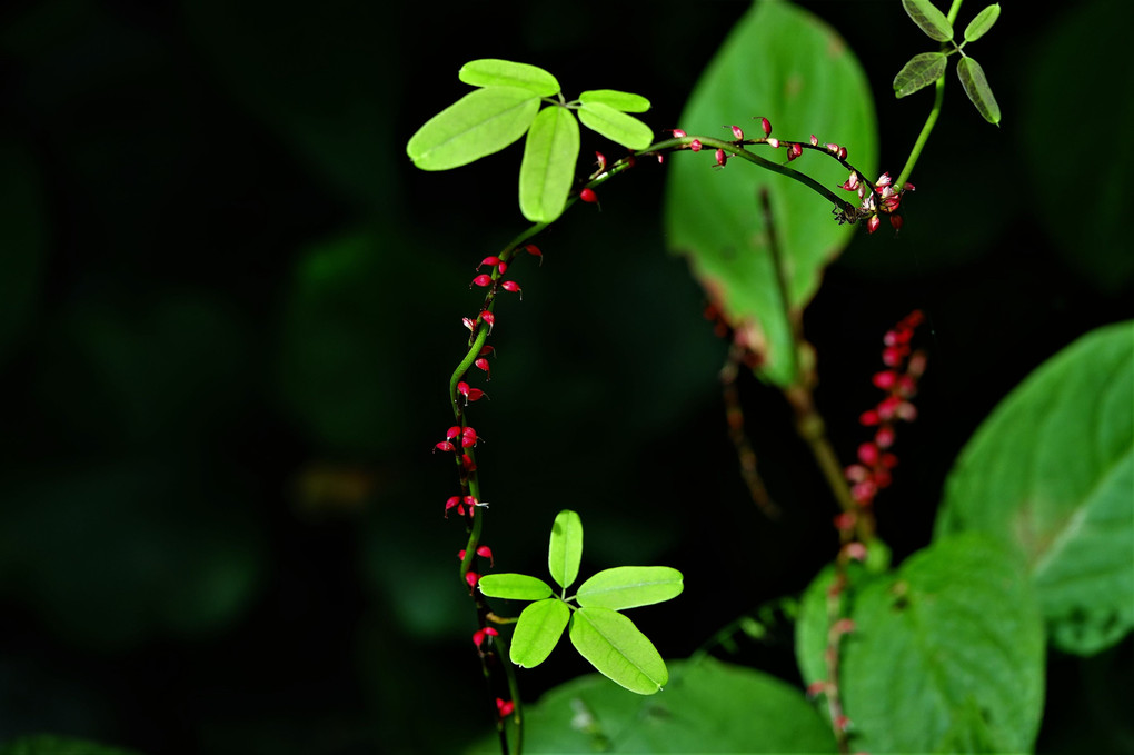 四季暦「秋の野花」