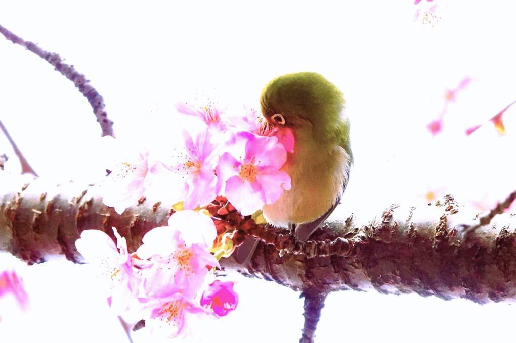 四季暦「メジロさん・桜はきれいですか・美味しいですか」