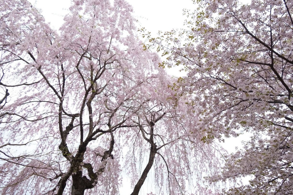 春の祭典in札幌中島公園