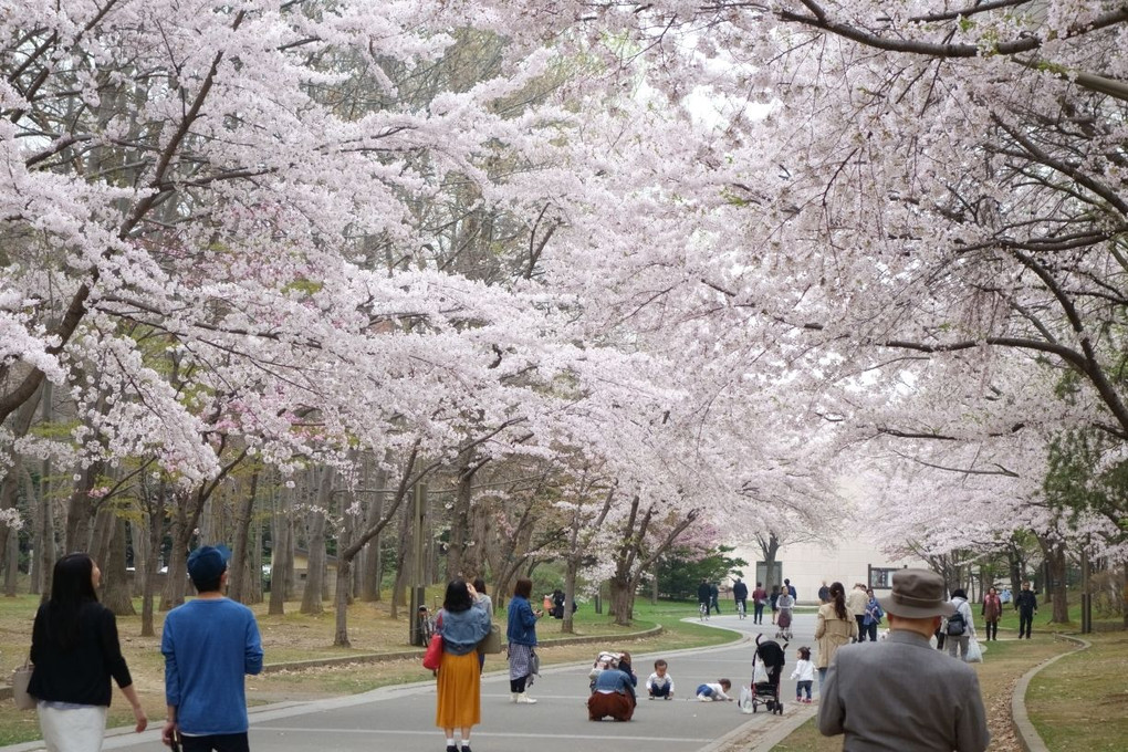 春の祭典in札幌中島公園