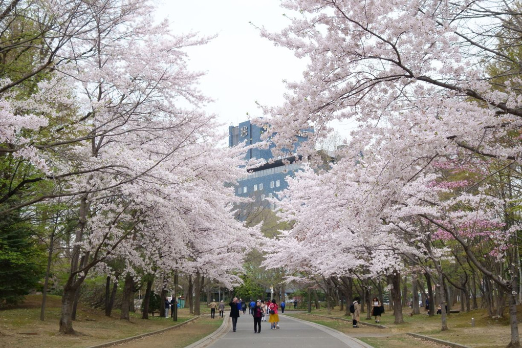 春の祭典in札幌中島公園