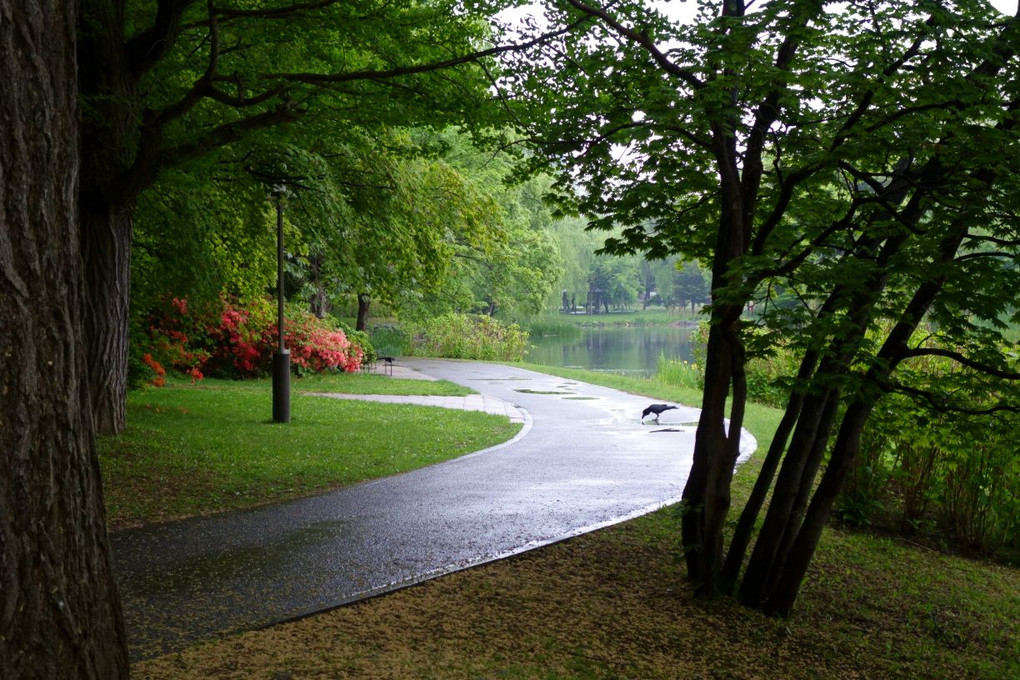 雨の散歩道