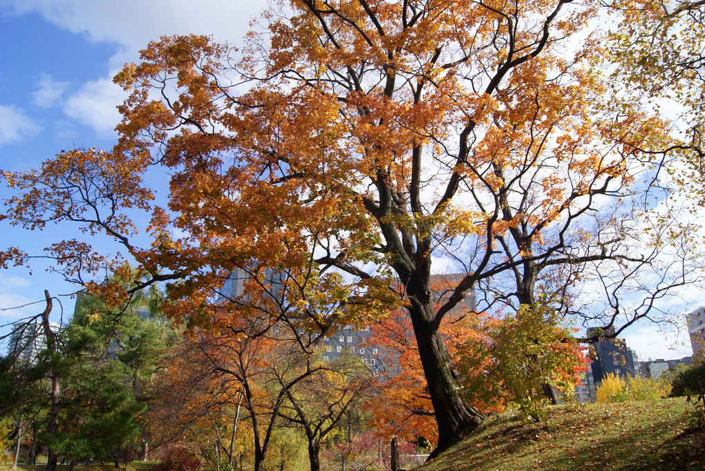秋空と大きな木