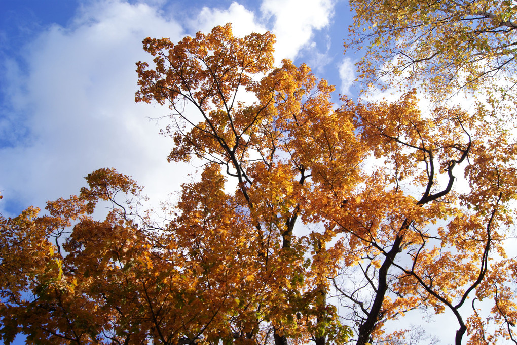 秋空と大きな木