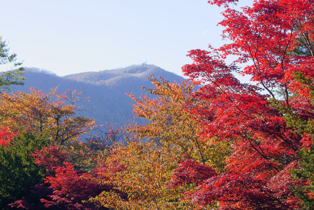 紅葉と藻岩山