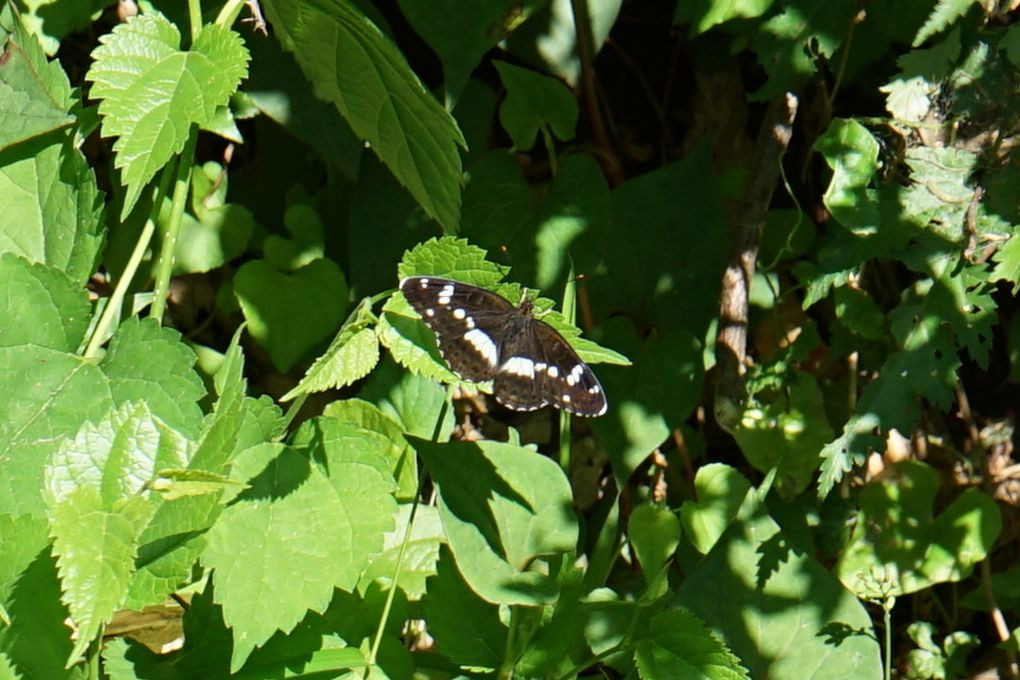 森の蝶