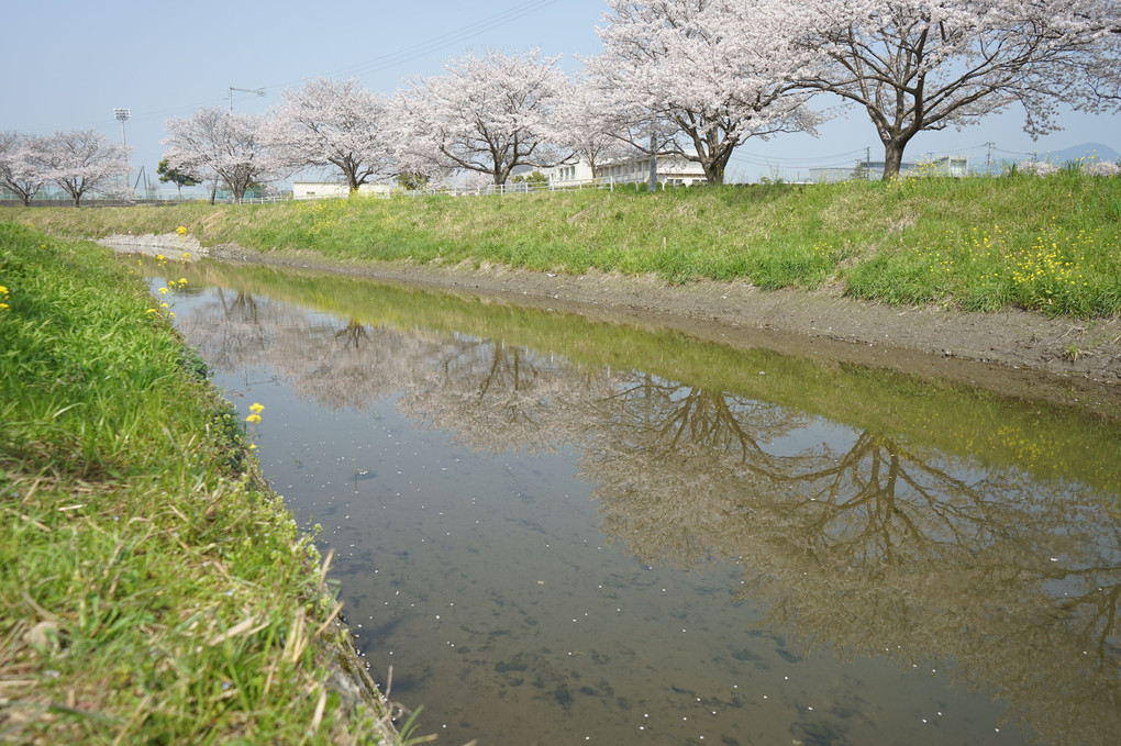 草場川の桜並木✿
