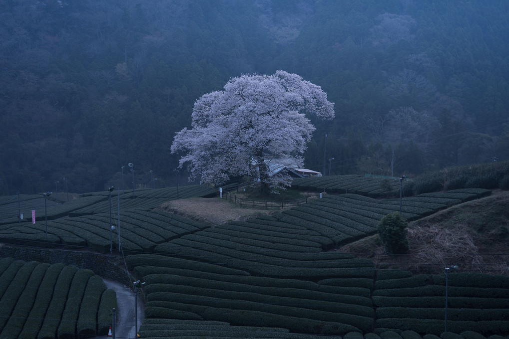 茶畑と一本桜