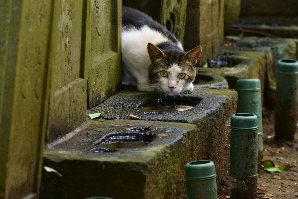 お水頂きます！