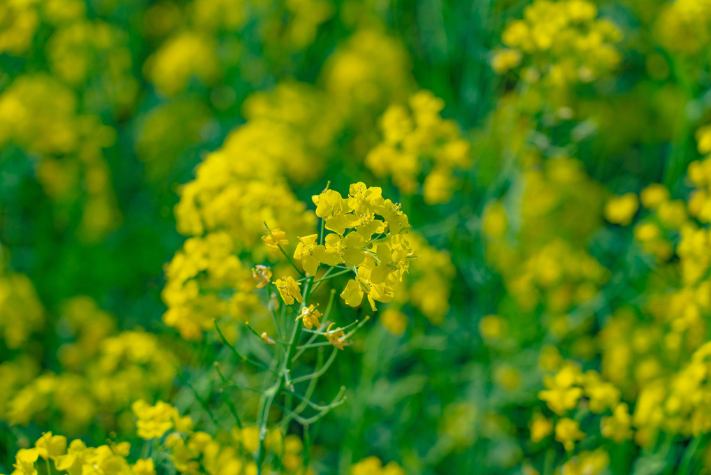 福島潟の菜の花