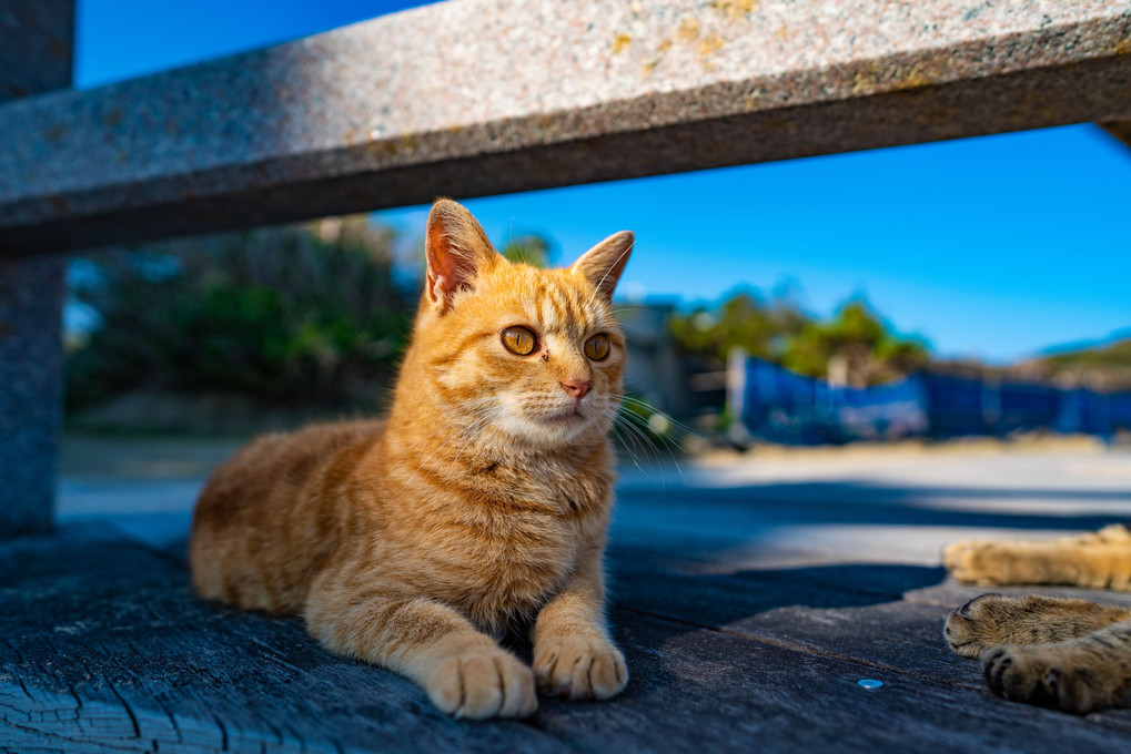 種子島の猫たち