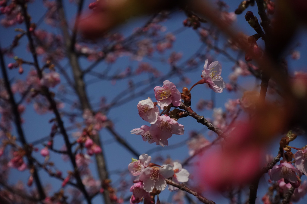 春色探し散歩