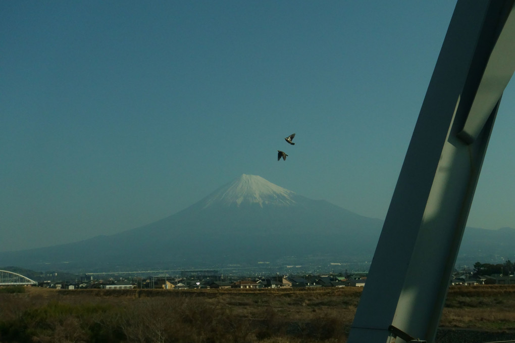 その瞬間見た。富士山に鳥が！