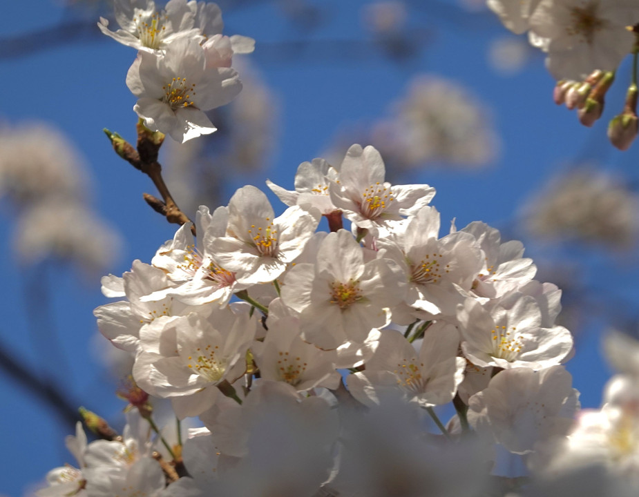 桜はいつものように咲く　　〜門前仲町〜