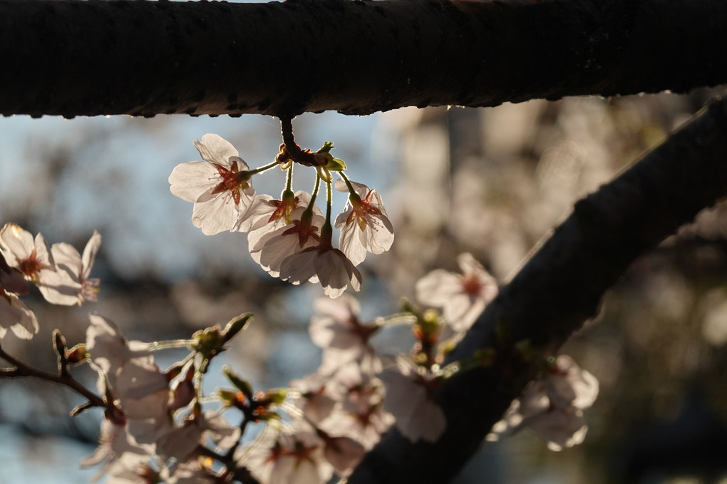 桜はいつものように咲く　　〜門前仲町〜