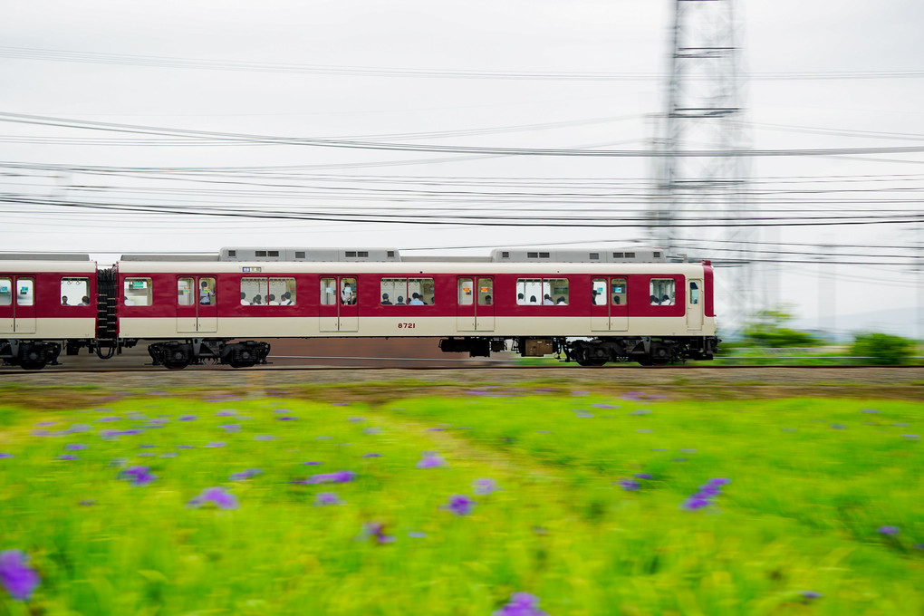 近鉄京都線とカキツバタ