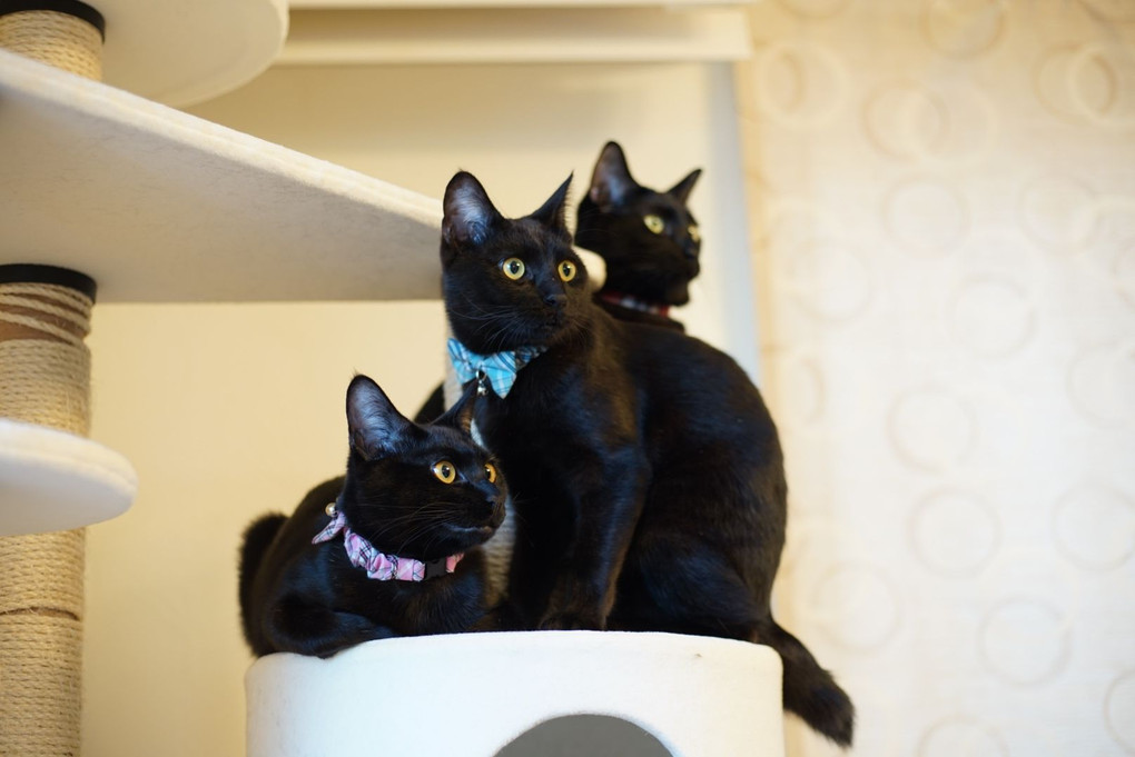 三黒猫