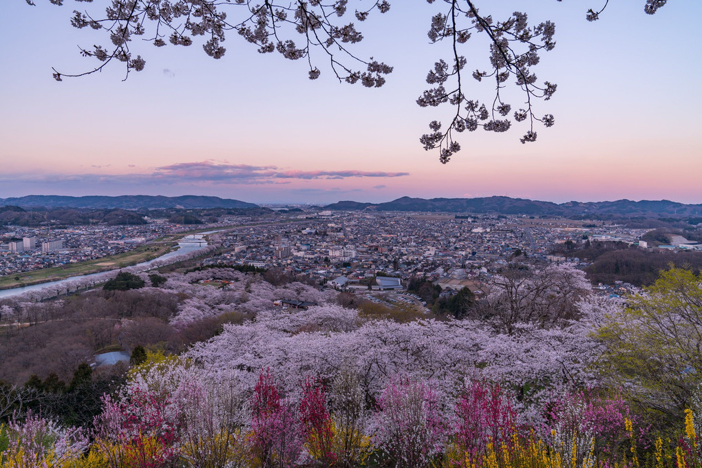 桜色