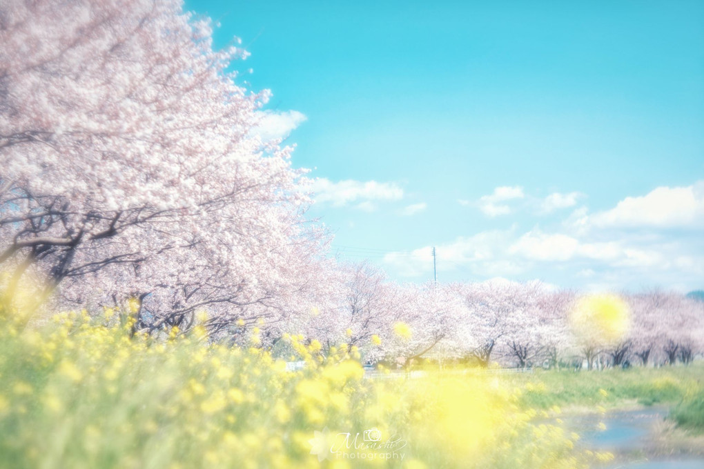 桜と菜の花