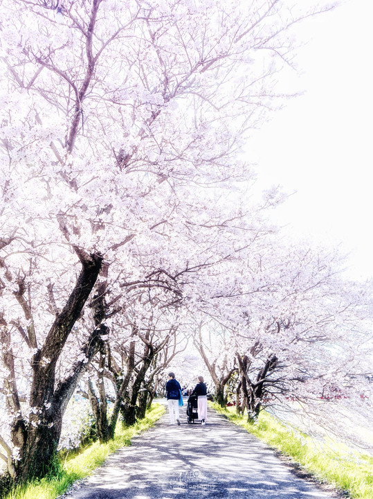 桜並木でお散歩