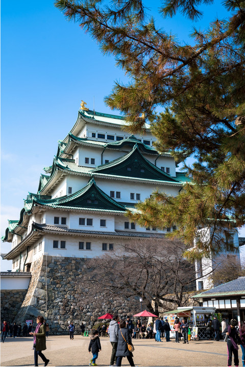 名古屋城の松