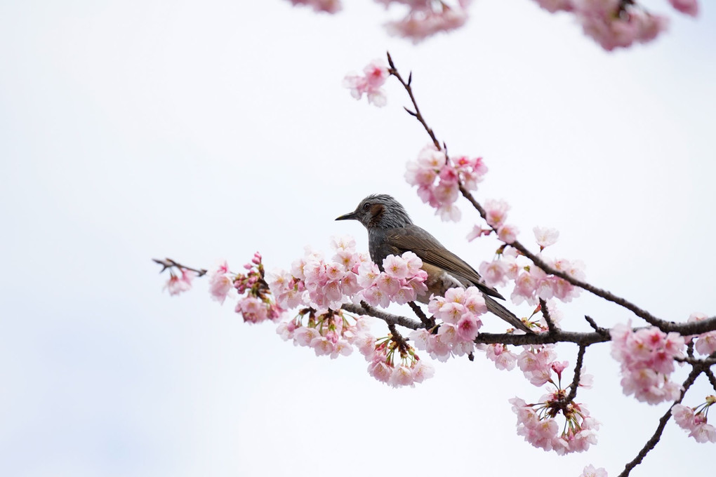 ヒヨドリと彼岸桜