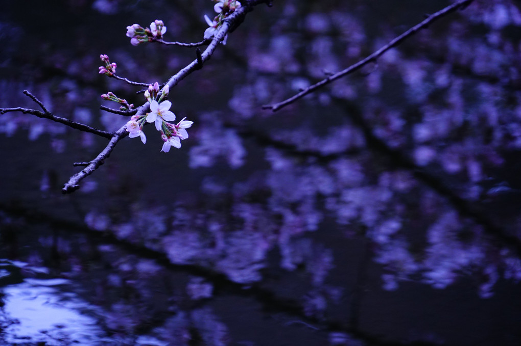 桜色を撮る＠新宿の公園