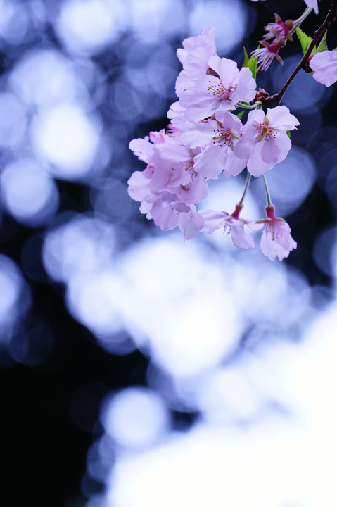 桜色を撮る＠新宿の公園