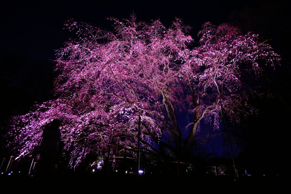 Lighting-up☆しだれ桜