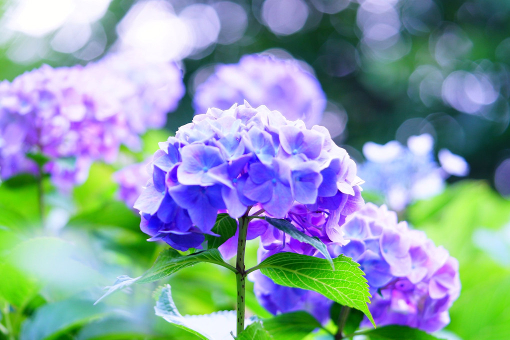 もうすぐ紫陽花の季節