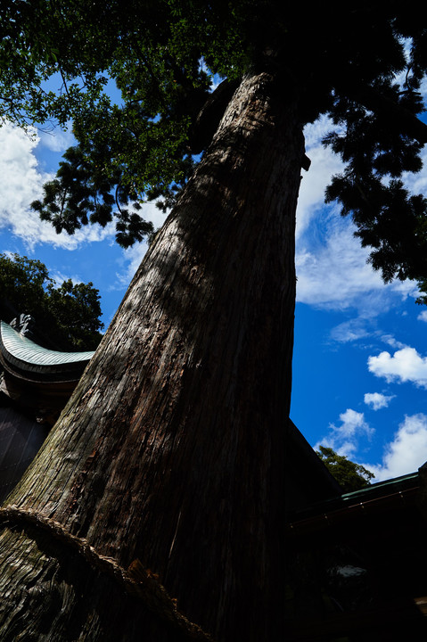 宇波西神社の神木