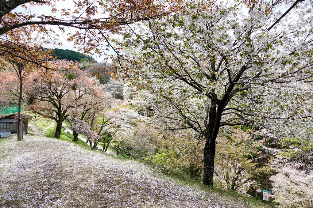 2019吉野の山桜