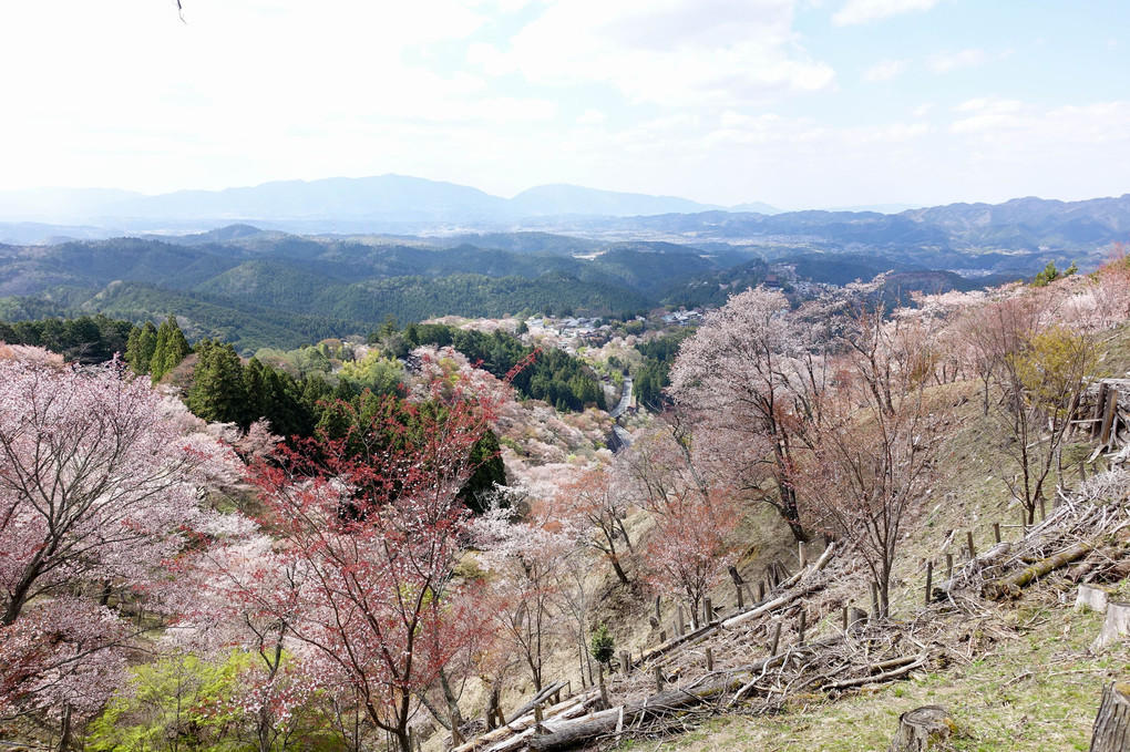 2019吉野の山桜