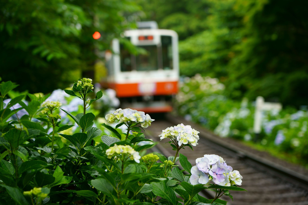 登山鉄道と紫陽花