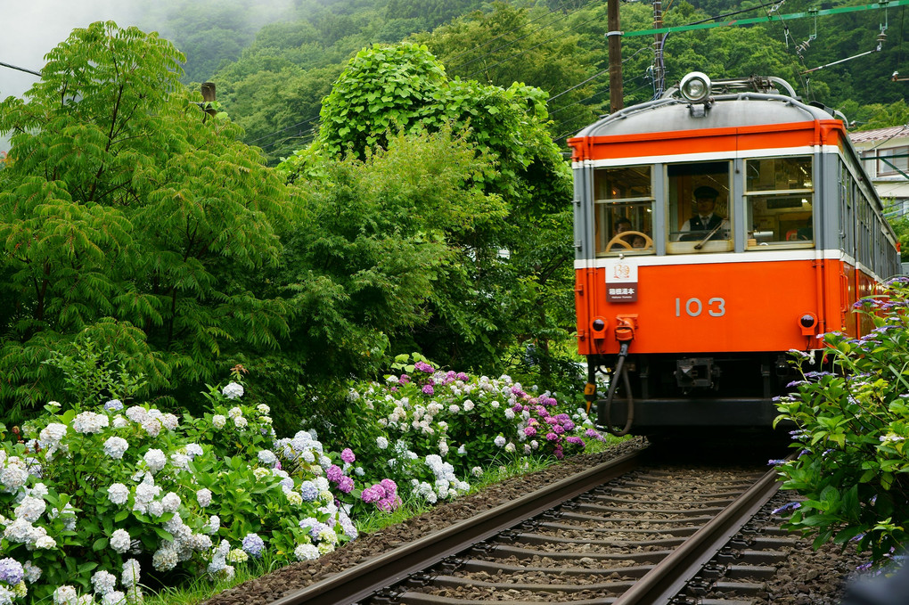 登山鉄道と紫陽花