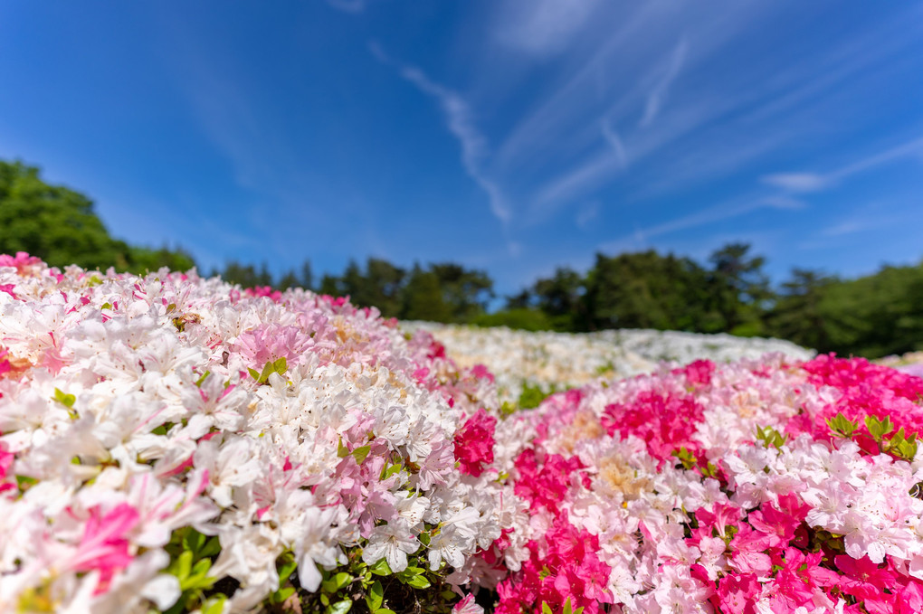 平成31年4月28日の深大寺植物園