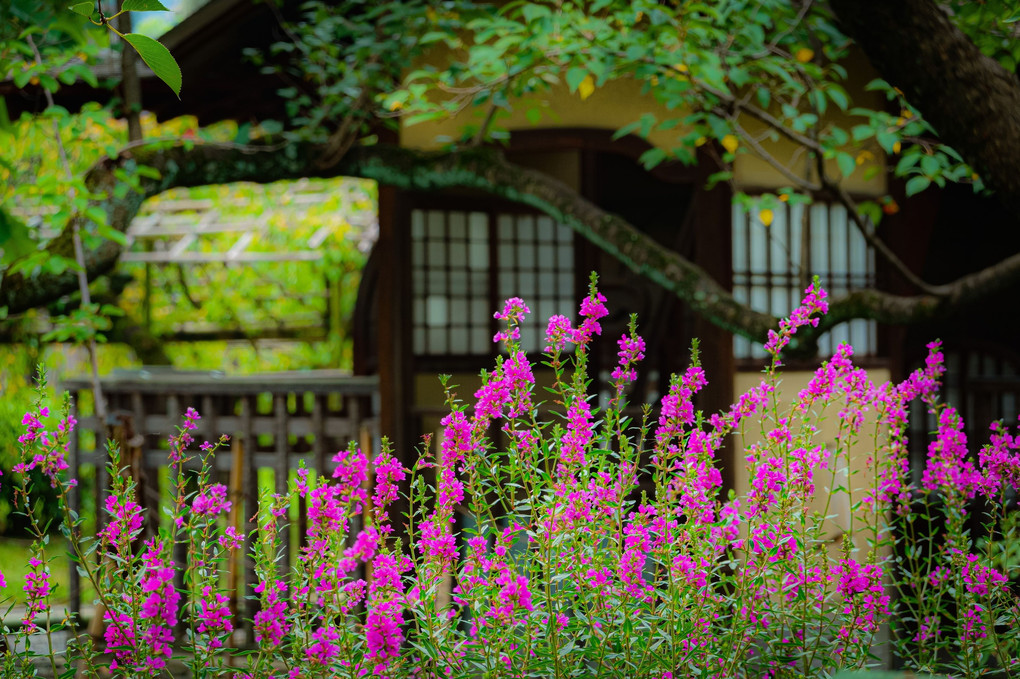 京都・渉成園に美しく咲くエゾミソハギ