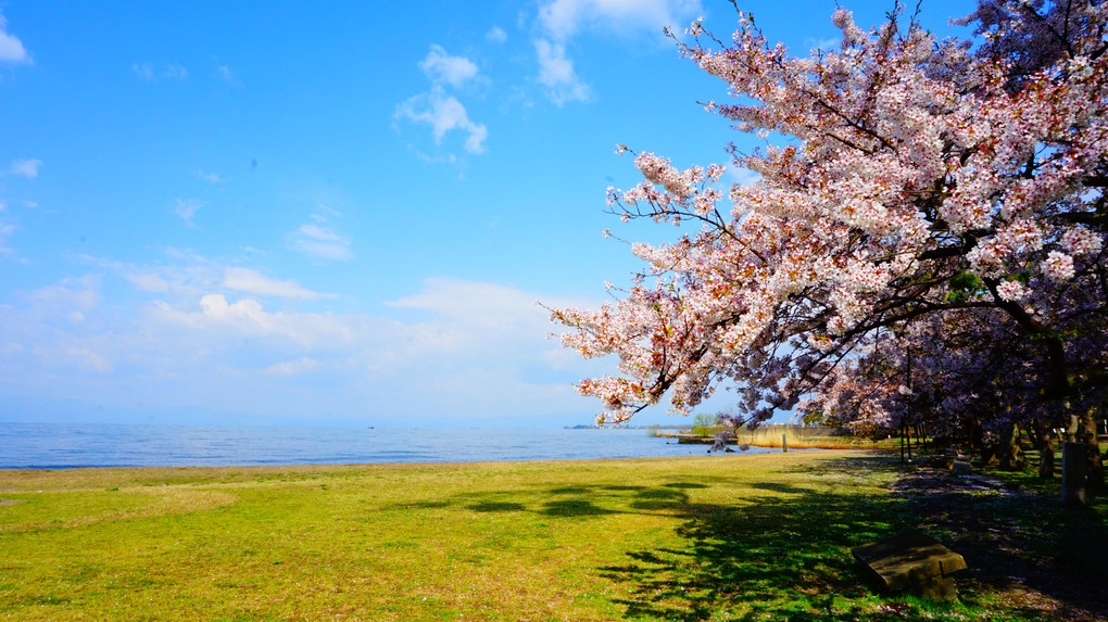 湖畔の桜と長浜城