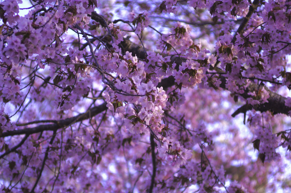 ちょっと遅めの支笏湖の桜
