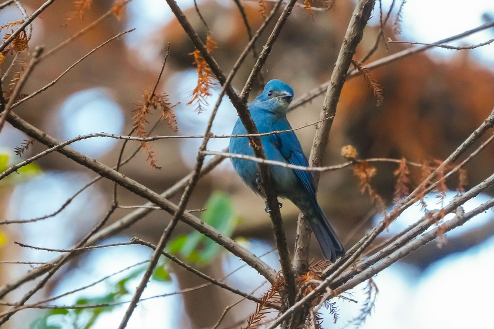 超レアな野鳥に大フィーバー、ロクショウヒタキ（緑青鶲）