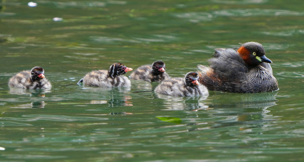 子育てのカイツブリ（鳰）