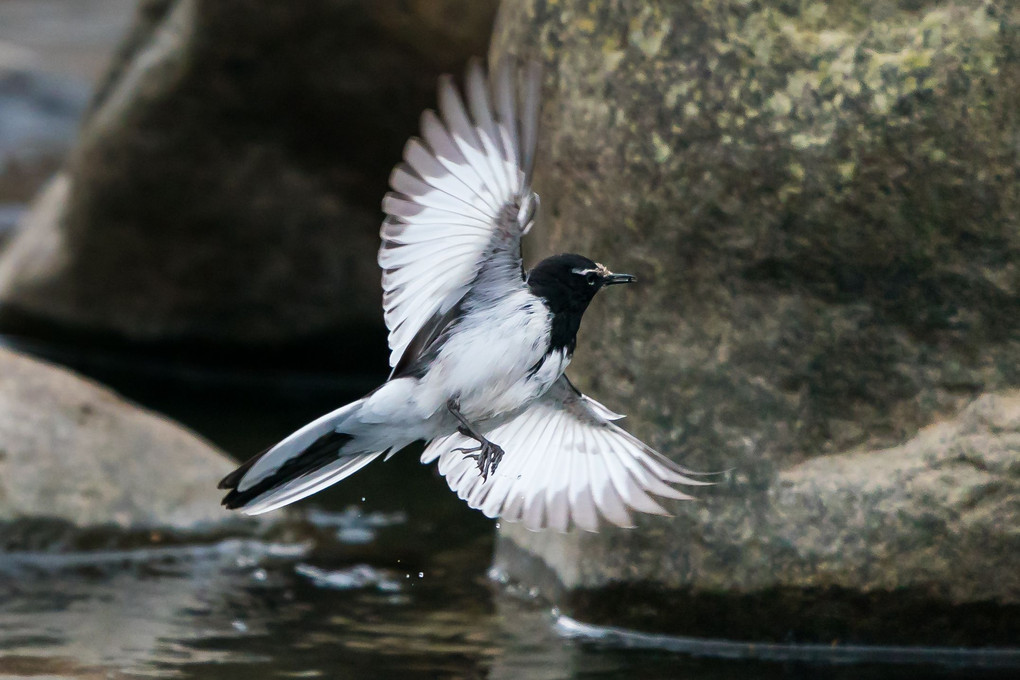 渓流の野鳥、#セグロセキレイ#の飛翔（2ショット）